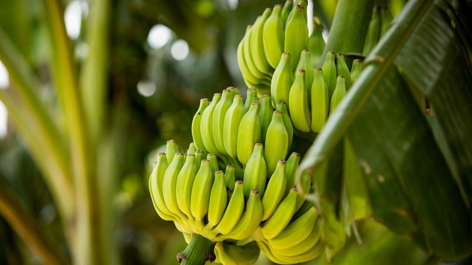 de donde sale los platanos