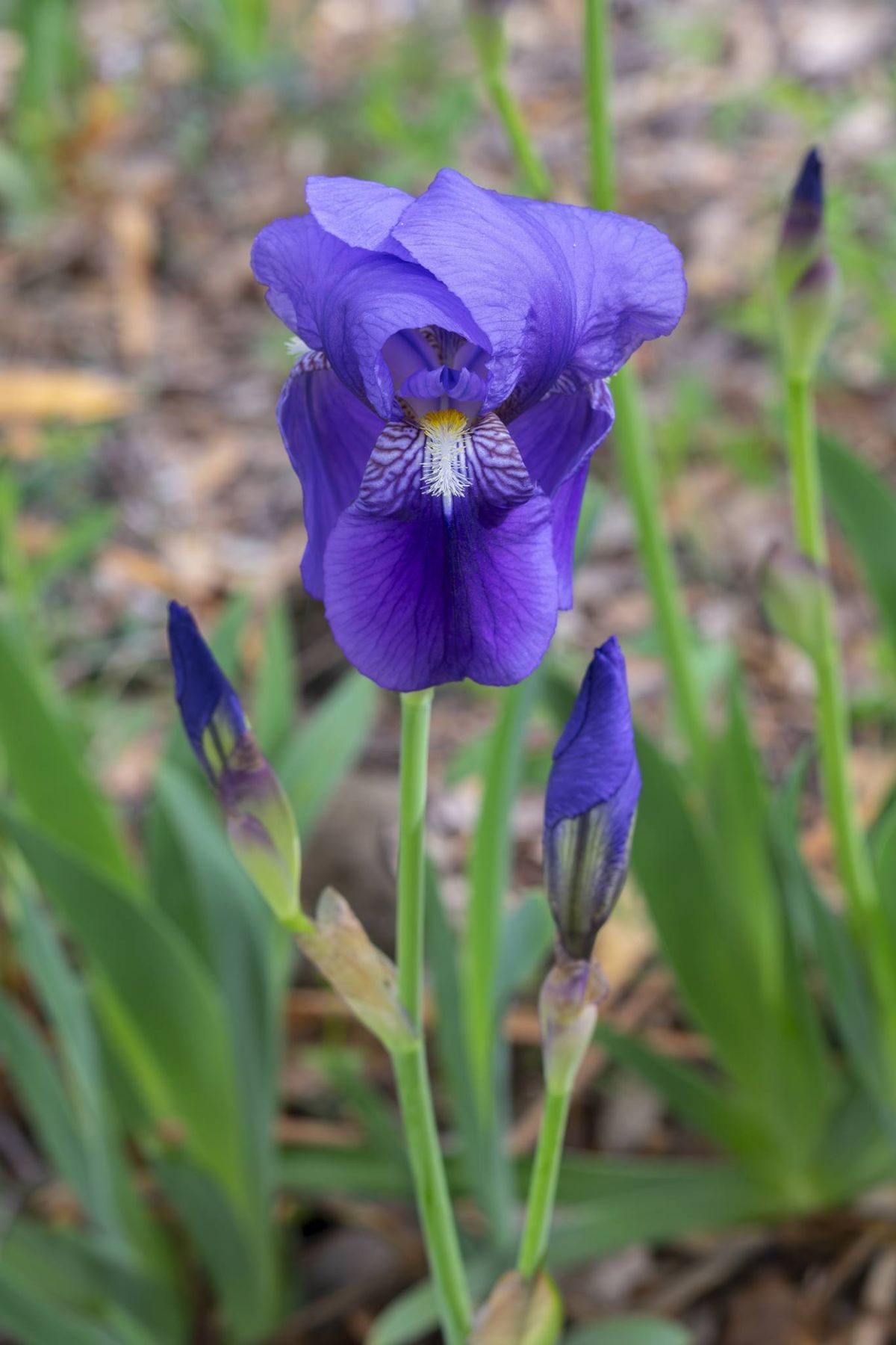 Lirio (Iris germanica).