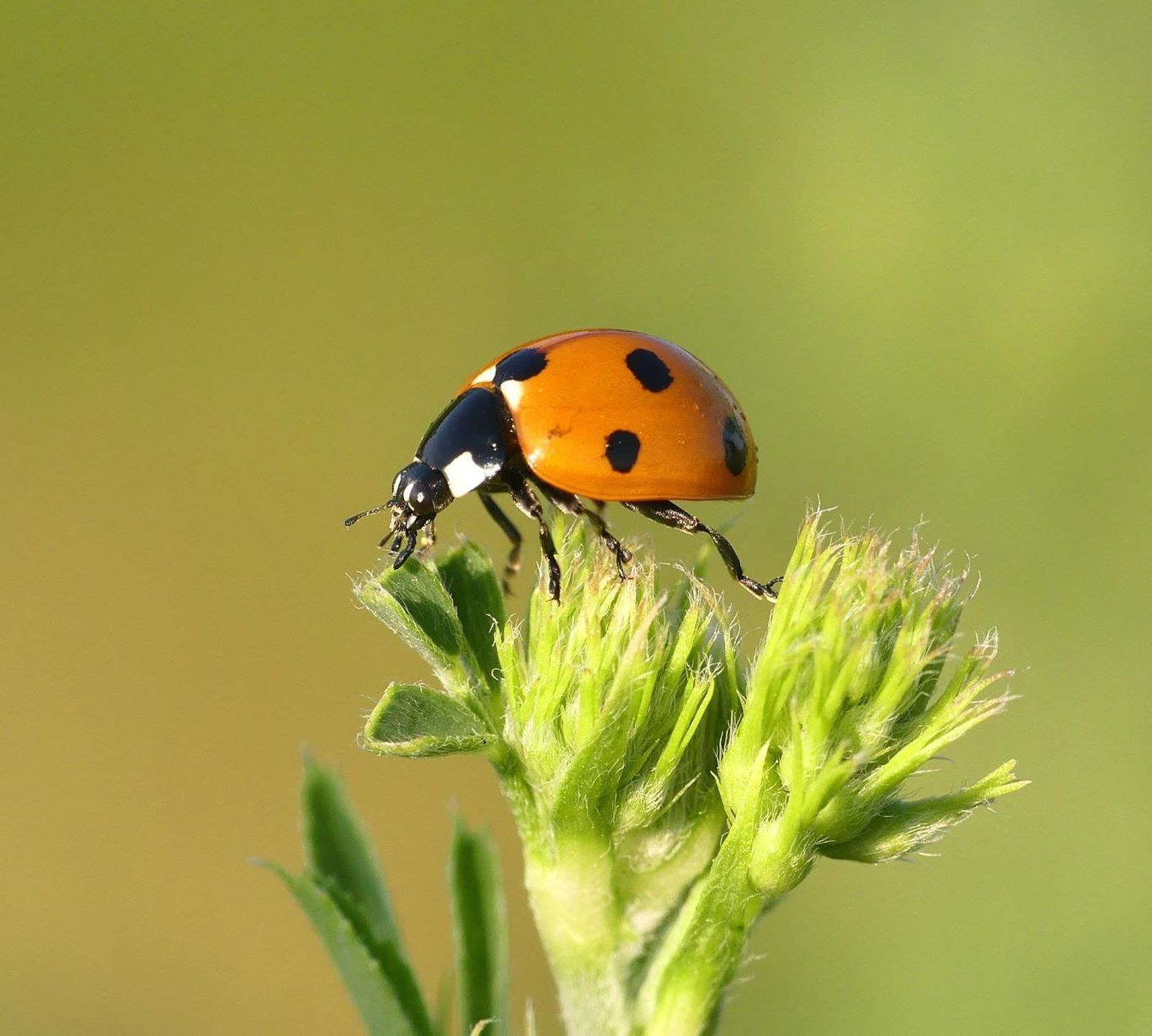 Las mariquitas son depredadores naturales que ayudan a controlar plagas como los ácaros.