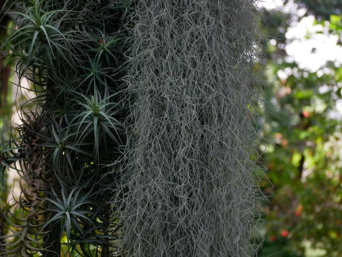 Tillandsia aeranthos y Tillandsia usneoides