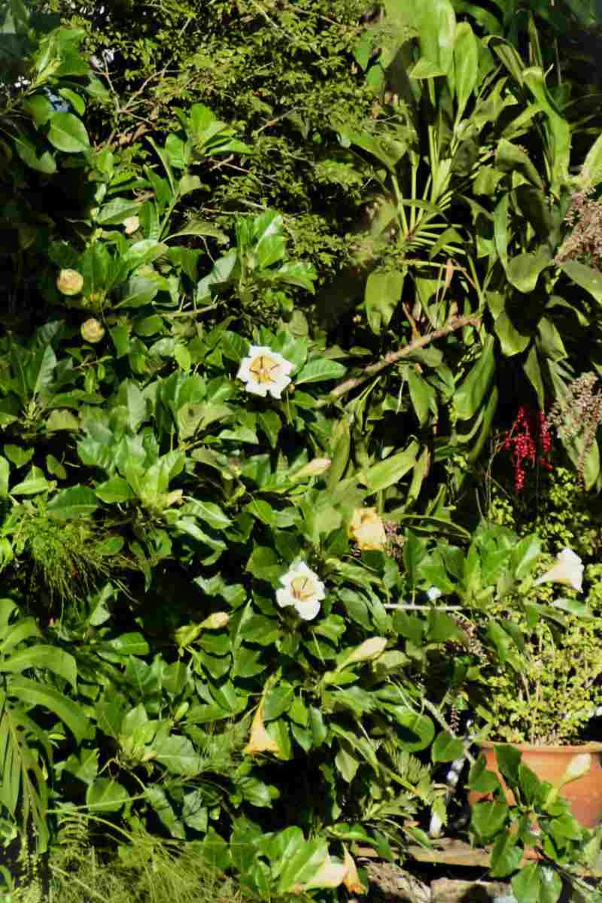 Follaje de la Solandra maxima