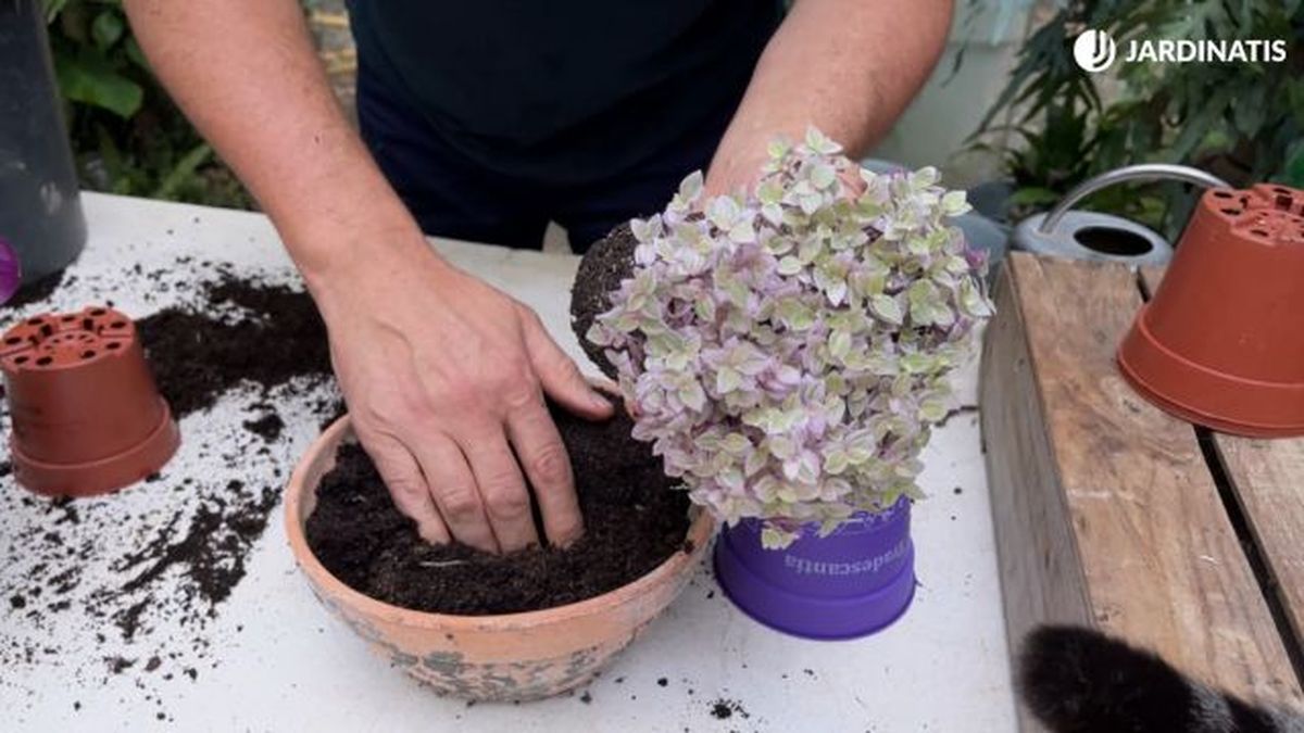 trasplante de callisia repens pink lady jardinatis 23 38