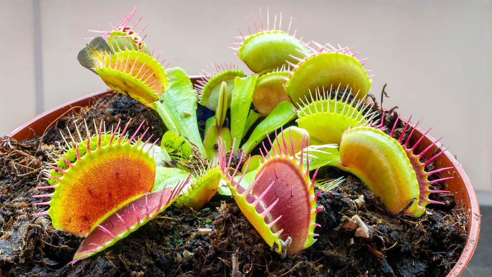 plantas carnivoras tipos cuidados