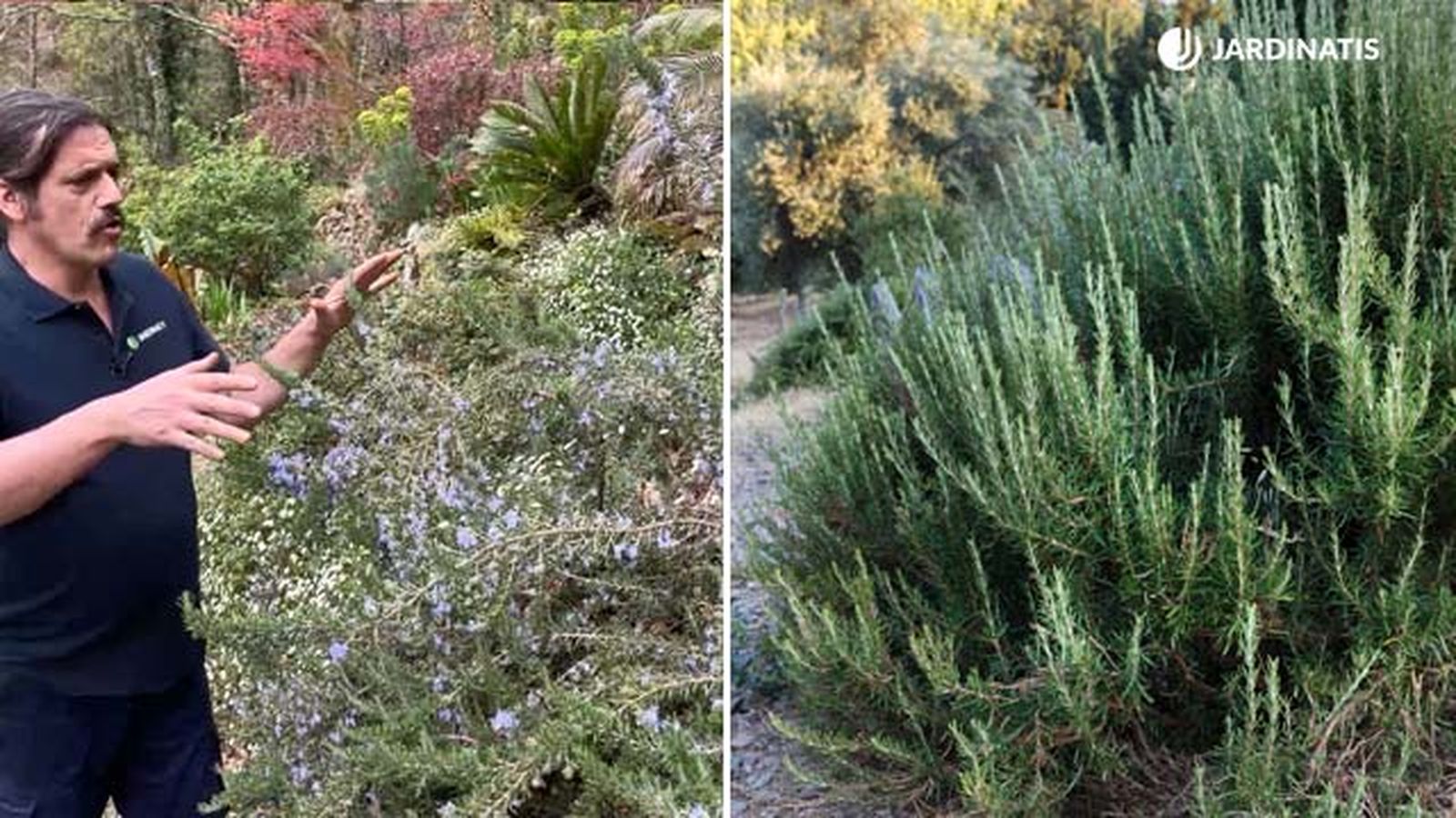 diferencias entre romero rastrero romero comun jardinatis 9 22 diferencias entre romero rastrero romero comun jardinatis 9 22