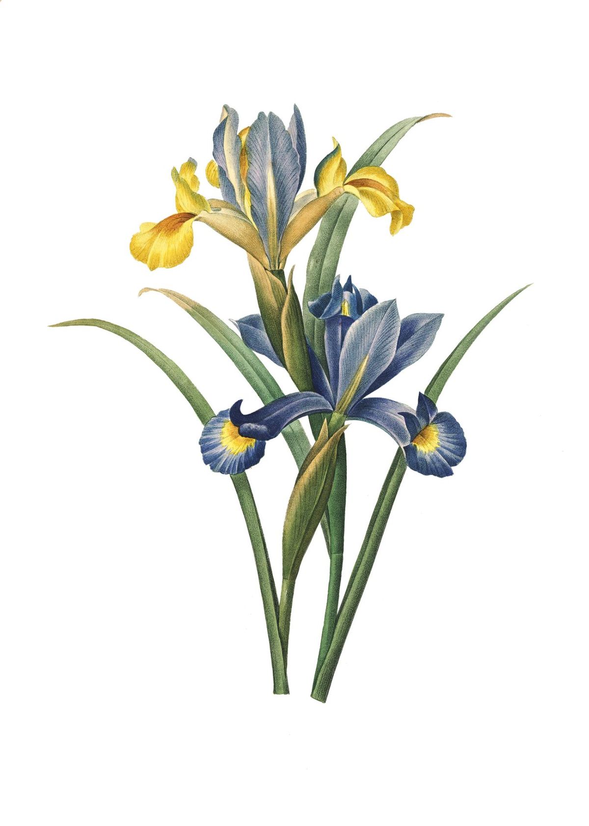 Ilustración de flor iris.