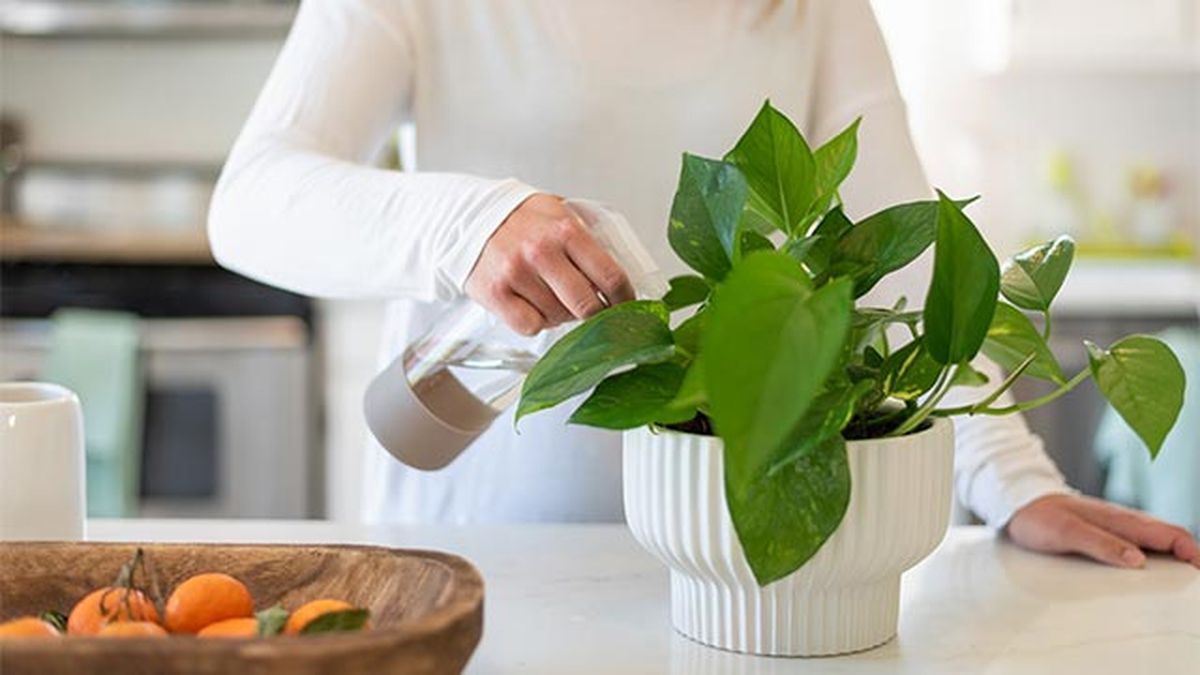 poto plantas de interior para principiantes