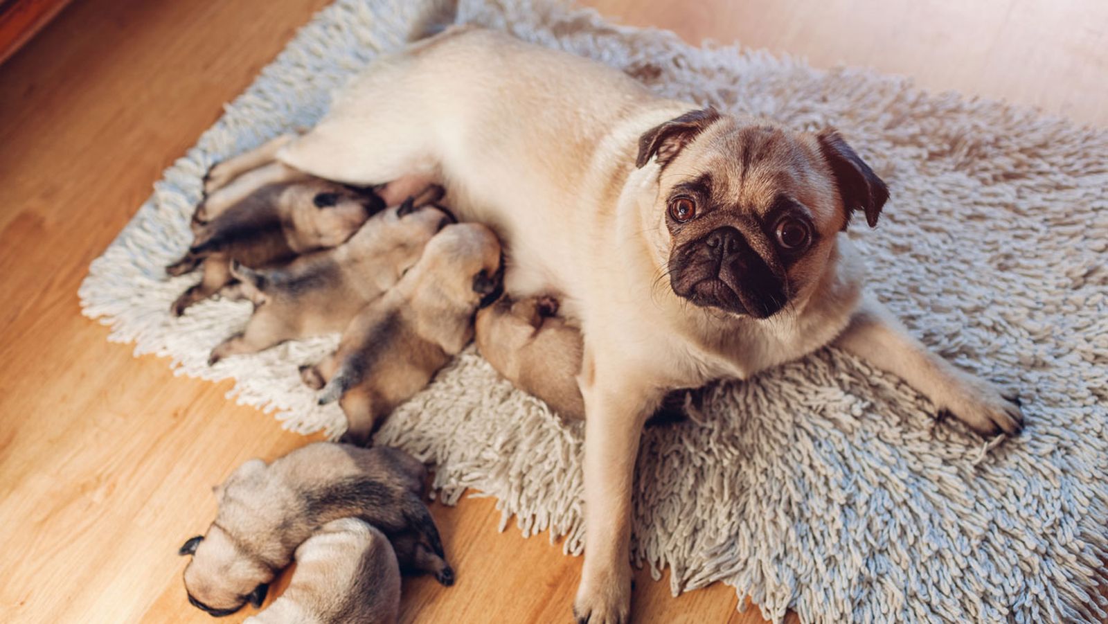 perra cachorros perra cachorros