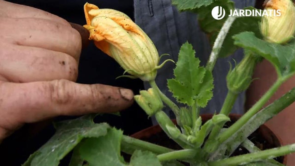 flor hembra del calabacin deco 655 jardin