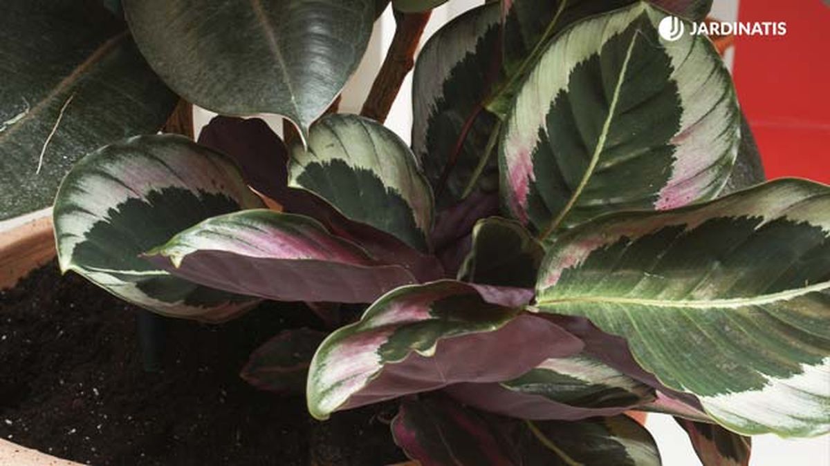 calathea medallion caracteristicas deco jardin 115