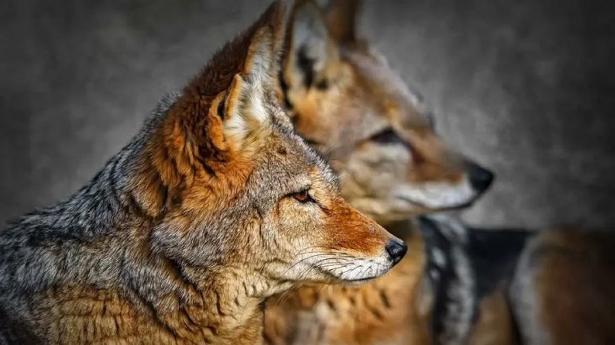 parvovirosis canina 3