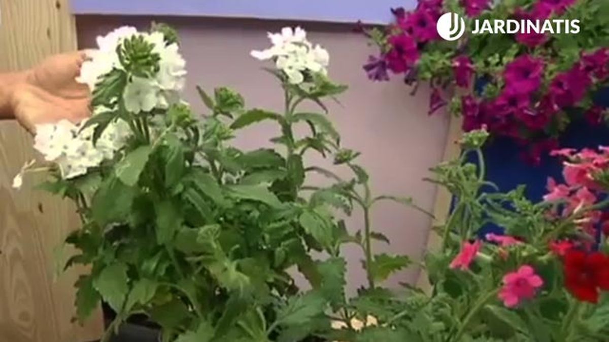 planta verbena porte erguido