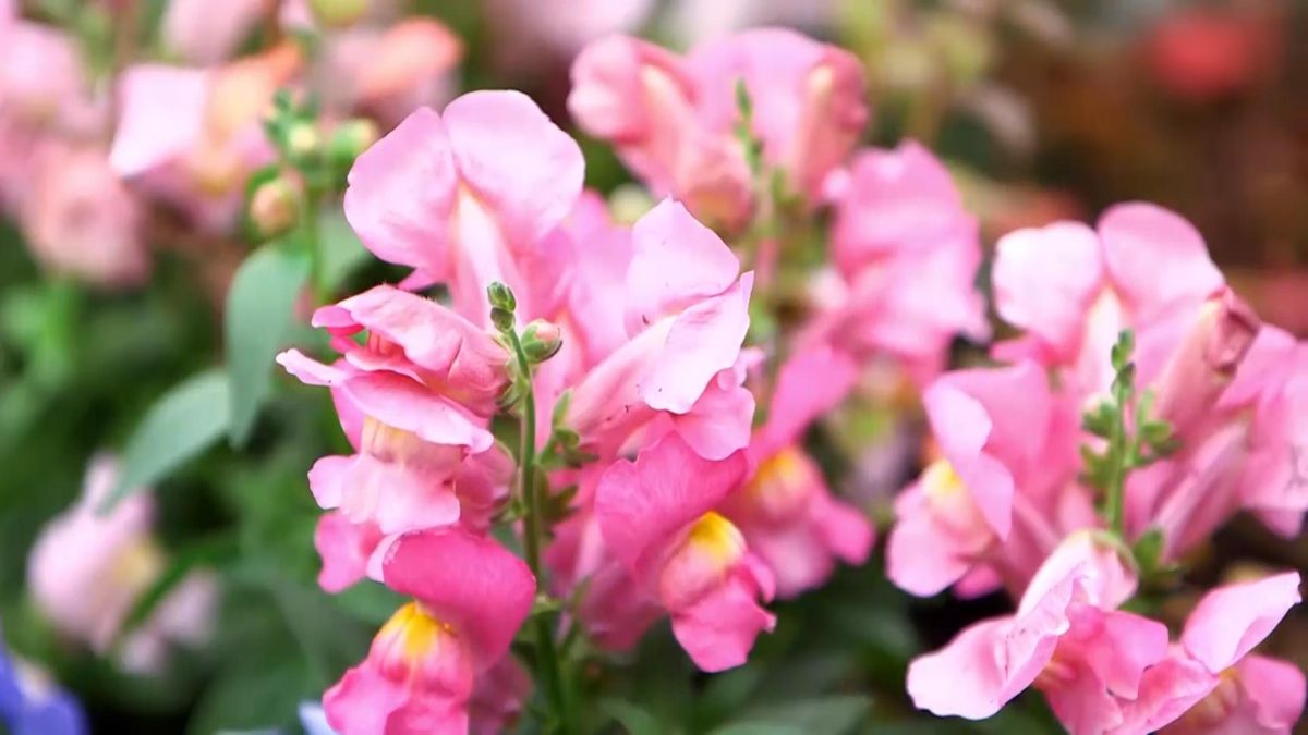 974 jardineria composicion boca de dragon