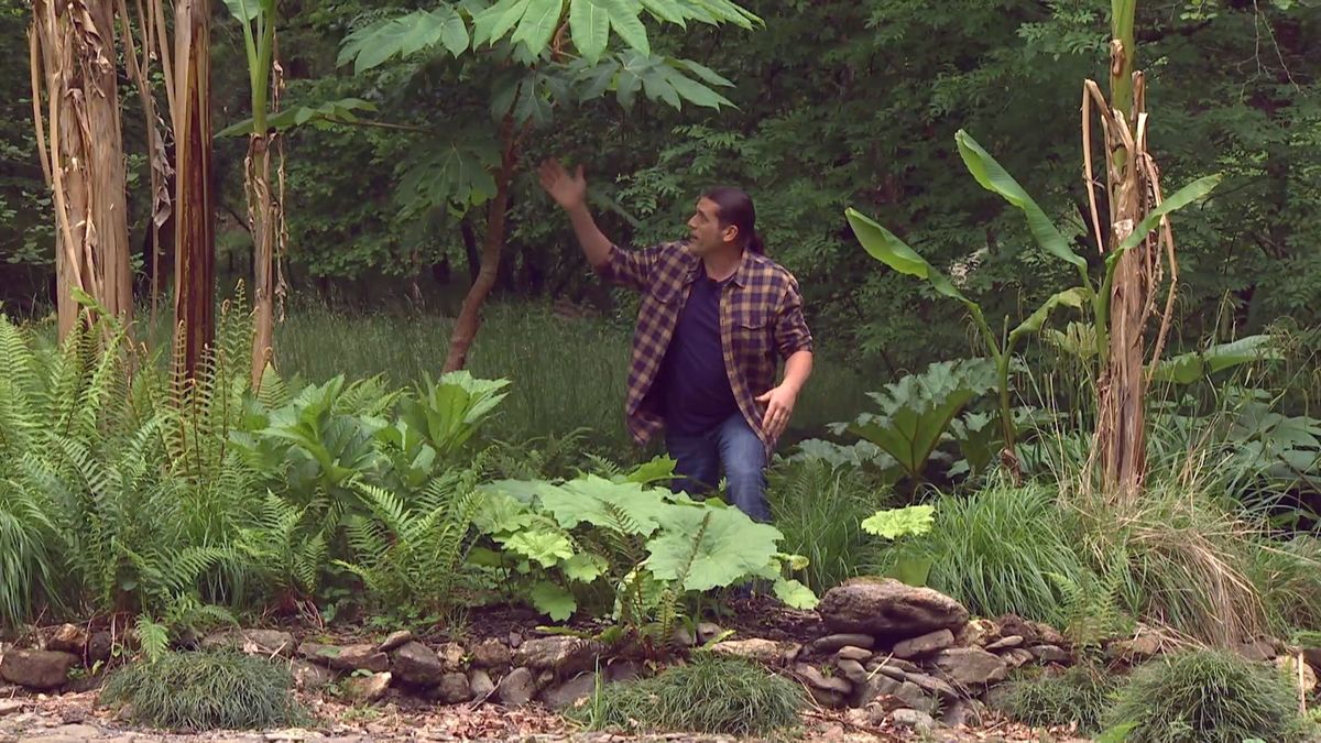 deco 696 jardineria plantas vivaces hoja grande detalle