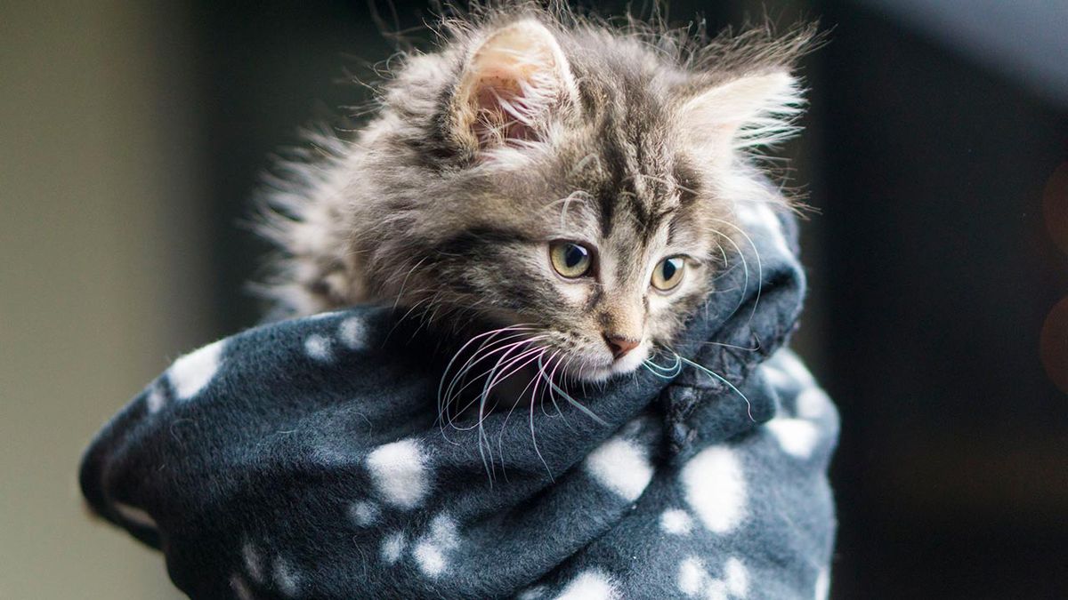 gatos invierno consejos prevenir frio 4