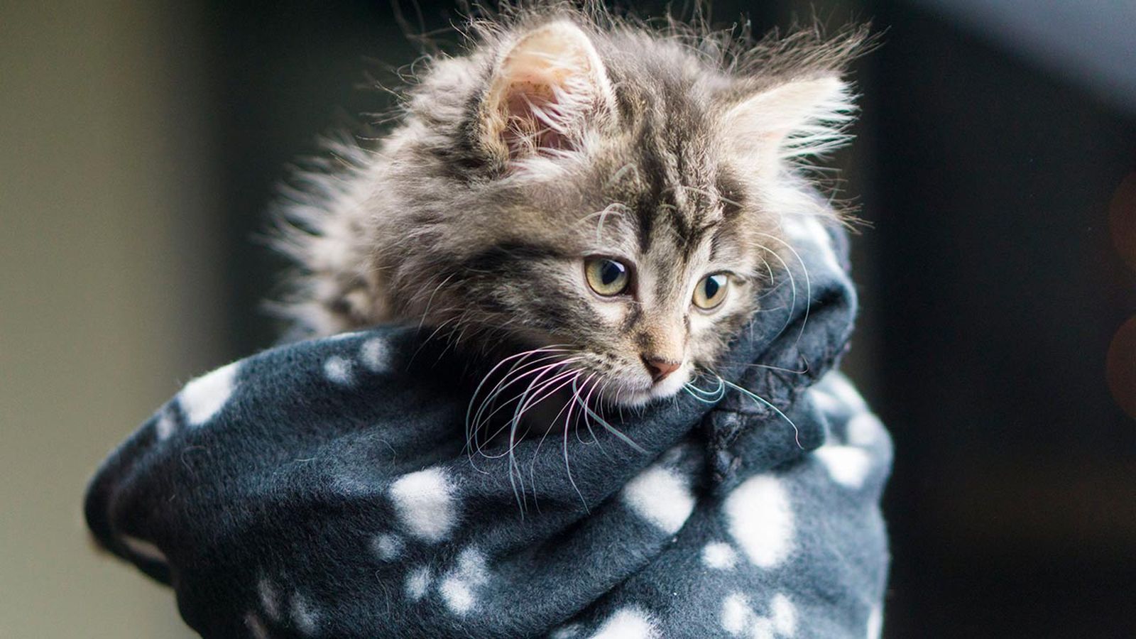 gatos invierno consejos prevenir frio 4 gatos invierno consejos prevenir frio 4