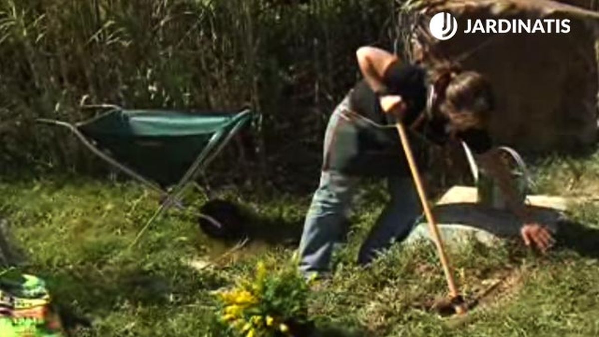 plantacion de la genista en el jardin p2