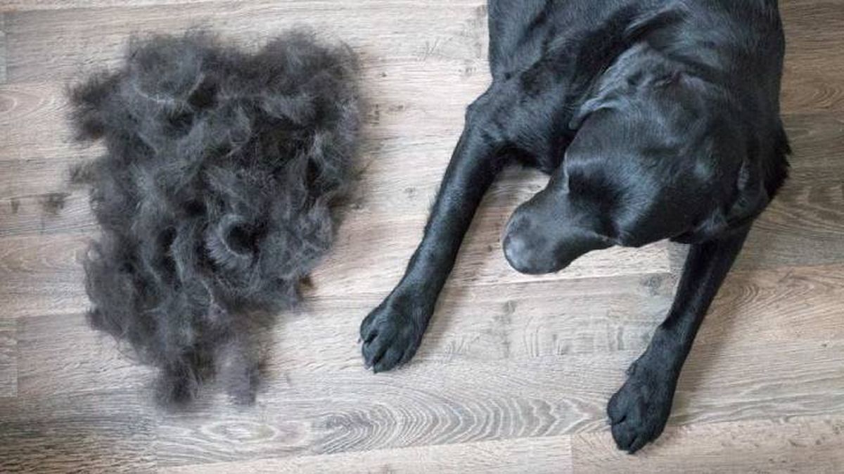 como cortar el pelo a un perro en casa 3 (1)