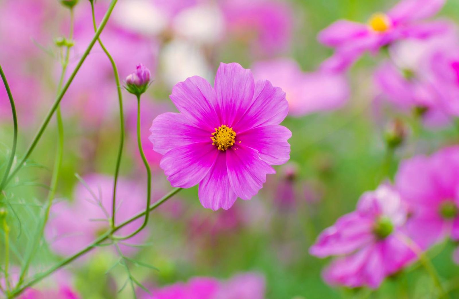 Kosumosu o cosmos.