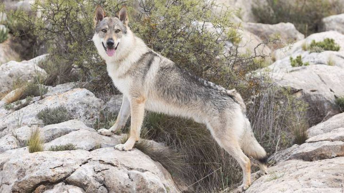 El Perro Lobo Checoslovaco es considerado como una raza de perro moderna