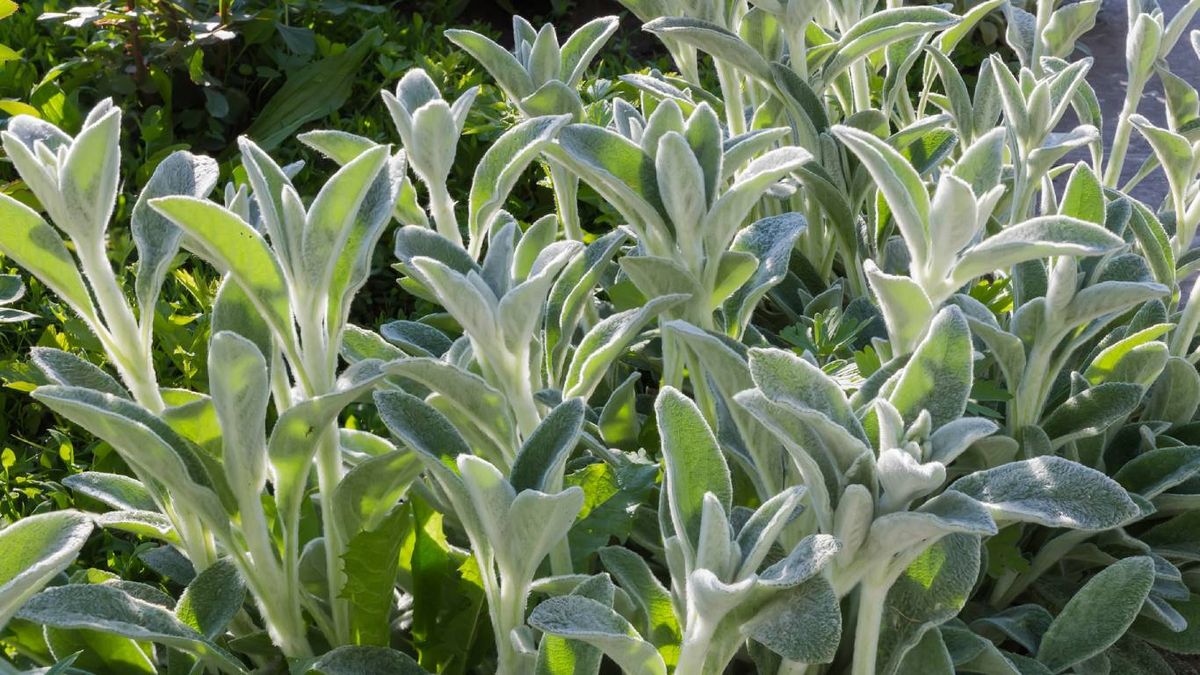 Plantas trepadoras aptas para mascotas: Oreja de cordero
