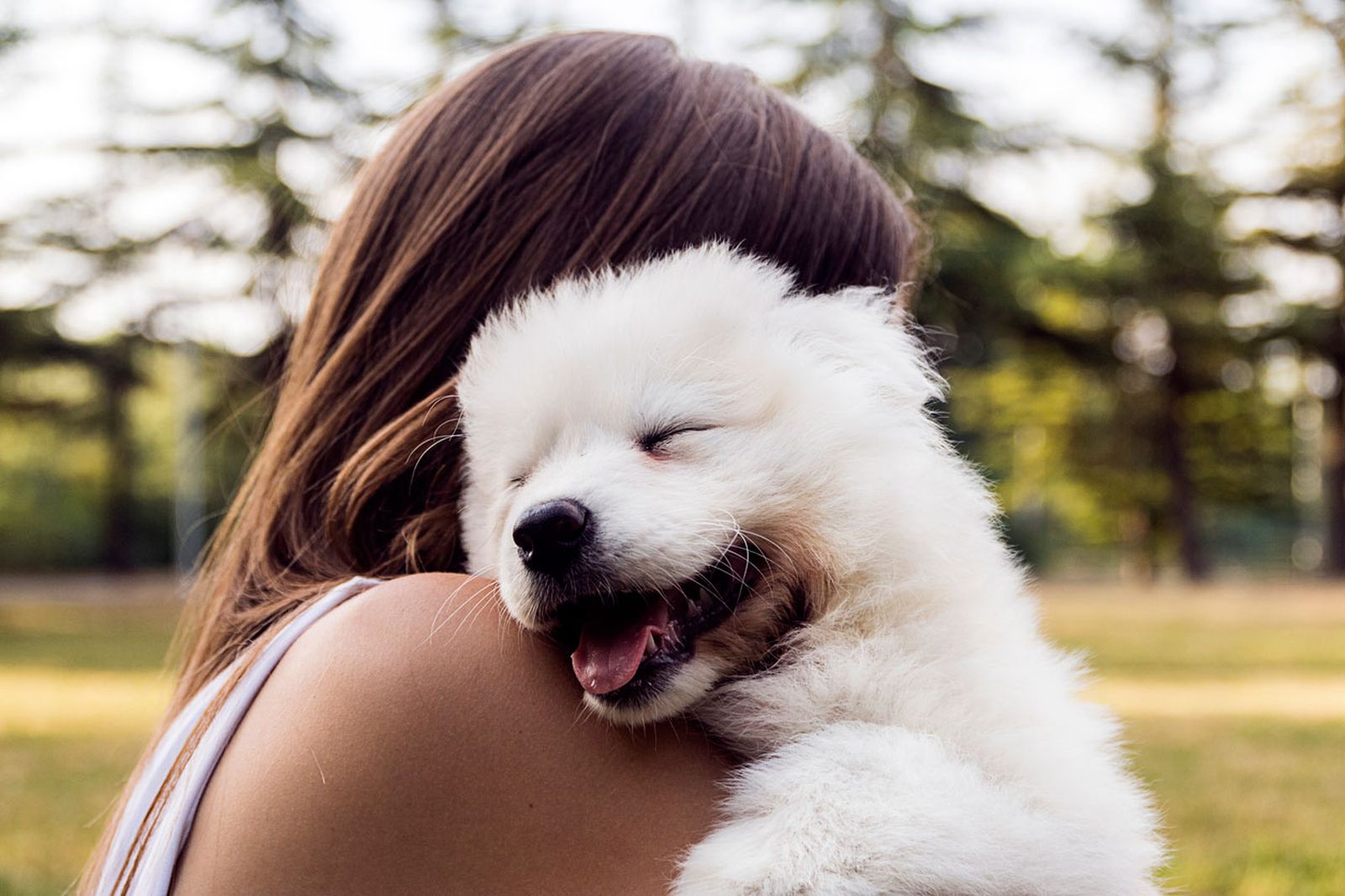perro animal sociable