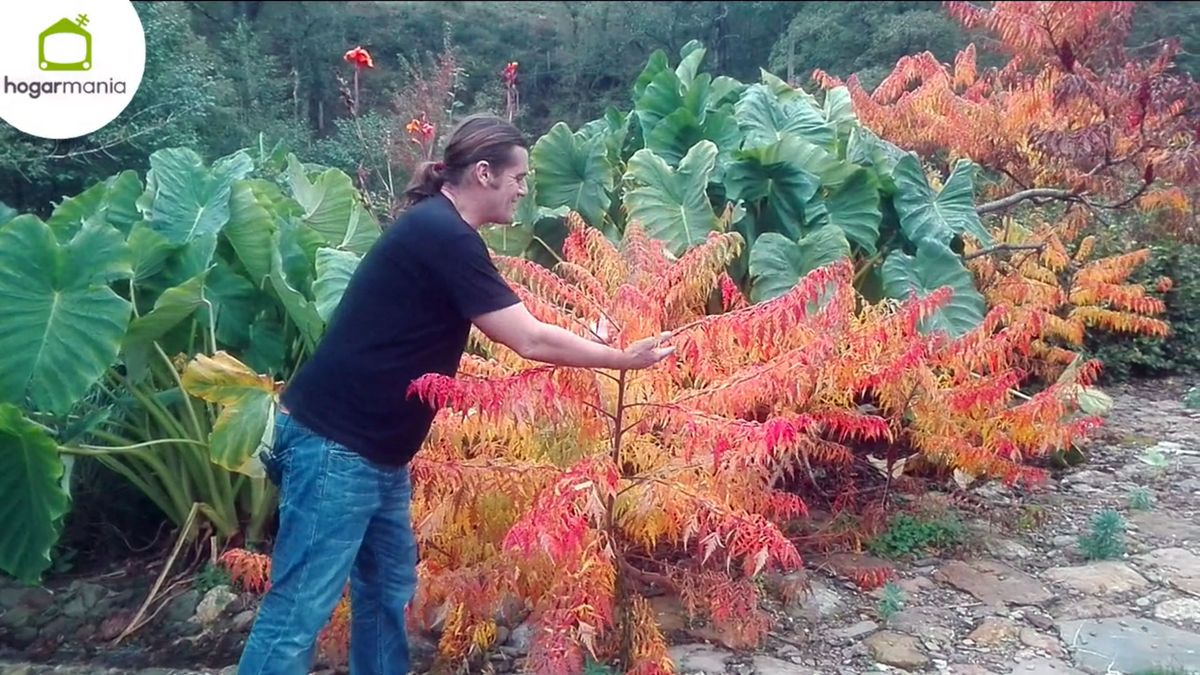 arboles crecimiento rapido pequeno zumaque xl