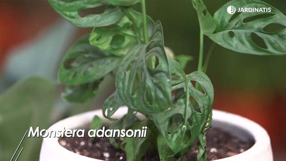 monstera adansonii brico 978