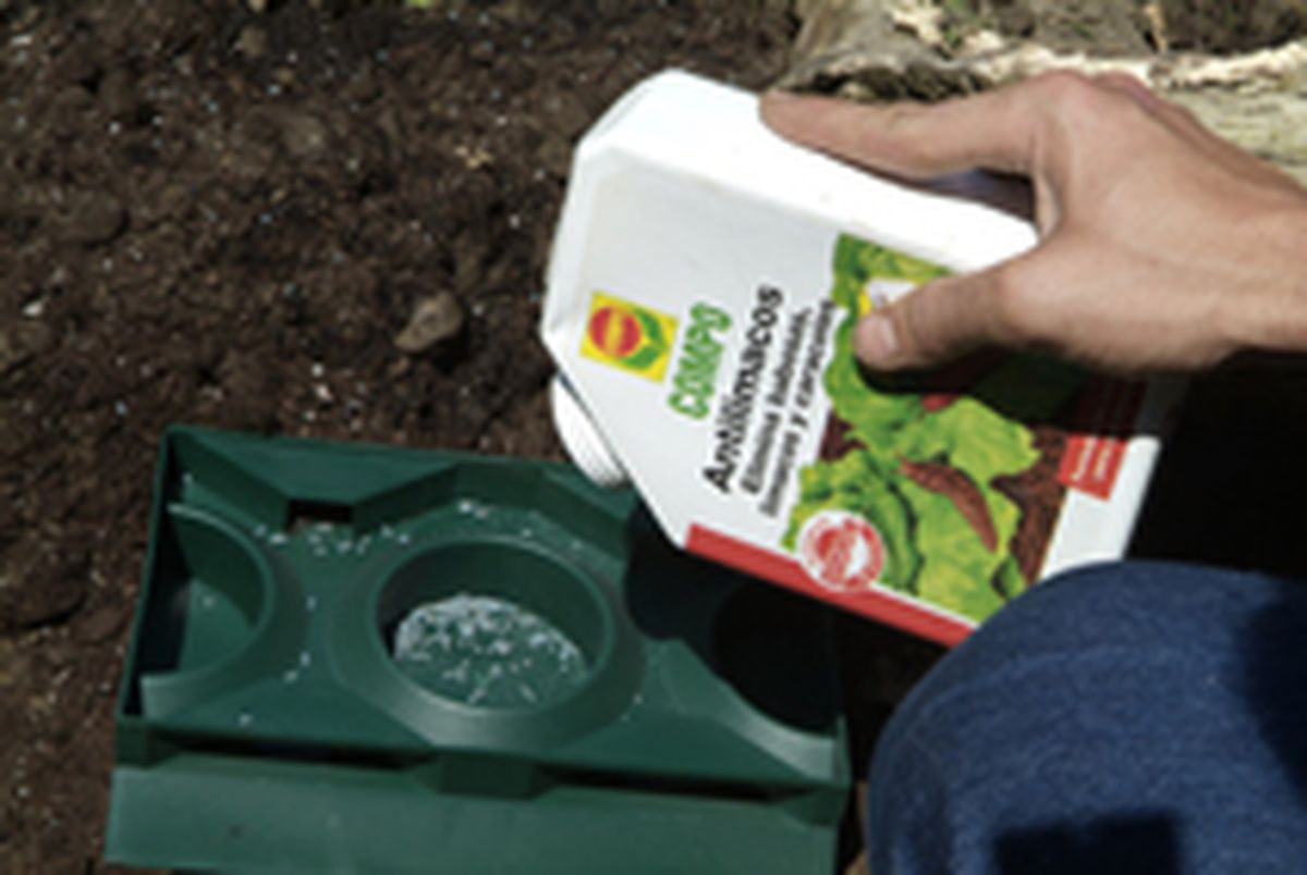 PARTERRE DE FLOR DE TEMPORADA P7