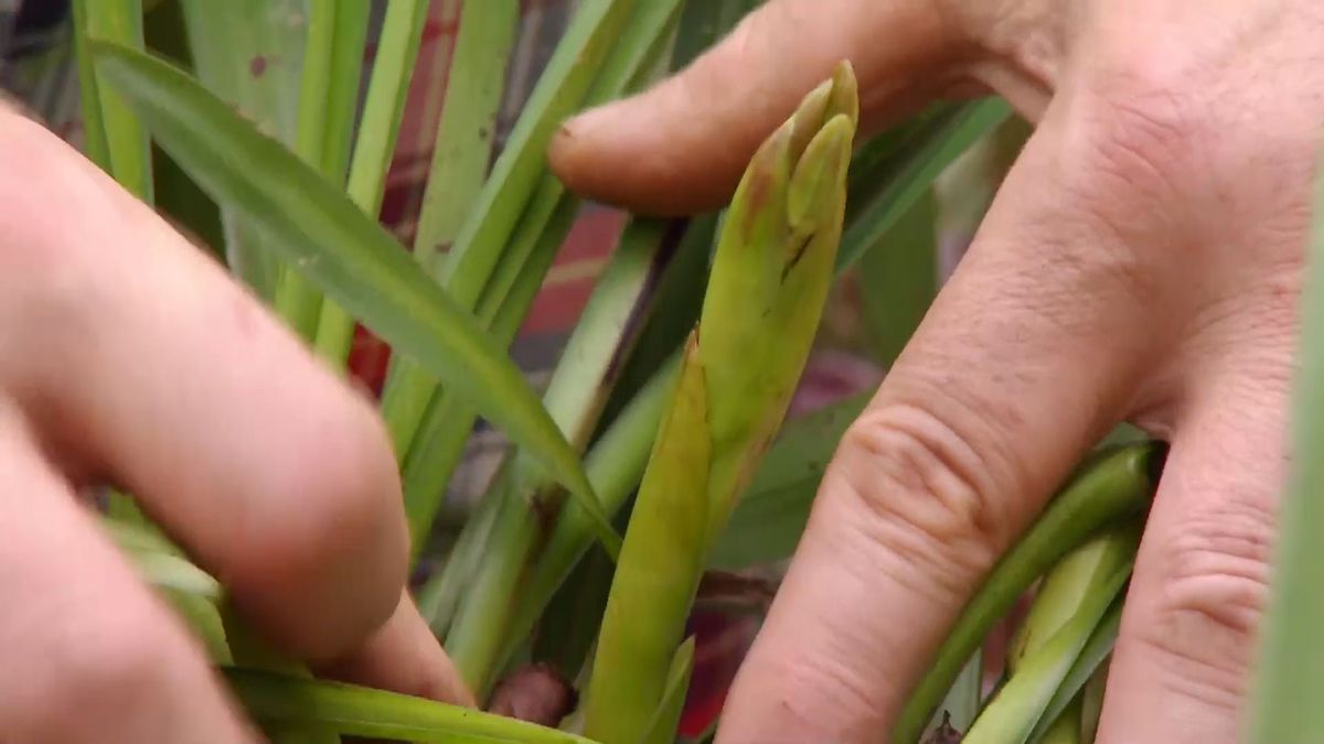 deco 681 orquideas invierno cymbidium tallo floral