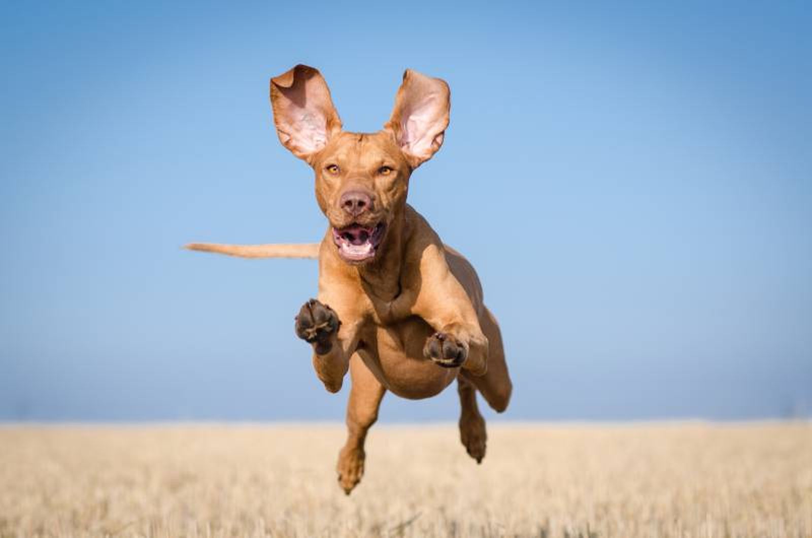 Una raza canina conocida por su velocidad y resistencia.