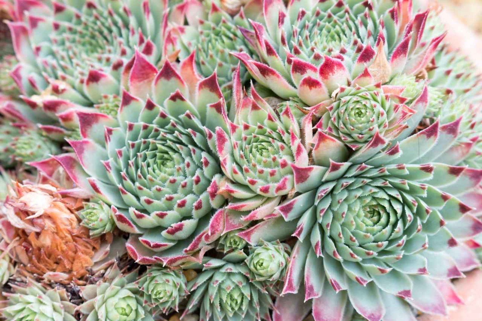Sempervivum ciliosum. Sempervivum ciliosum.