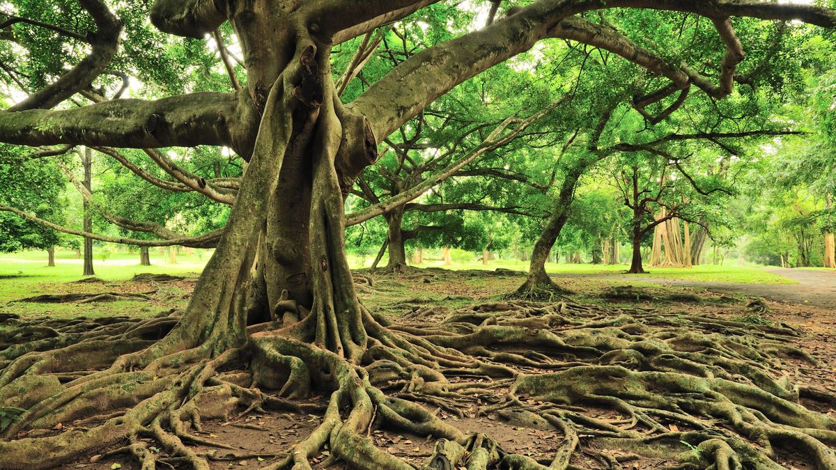 Para unas raíces sanas hay que mantener el equilibrio entre agua, aire y estructura del suelo