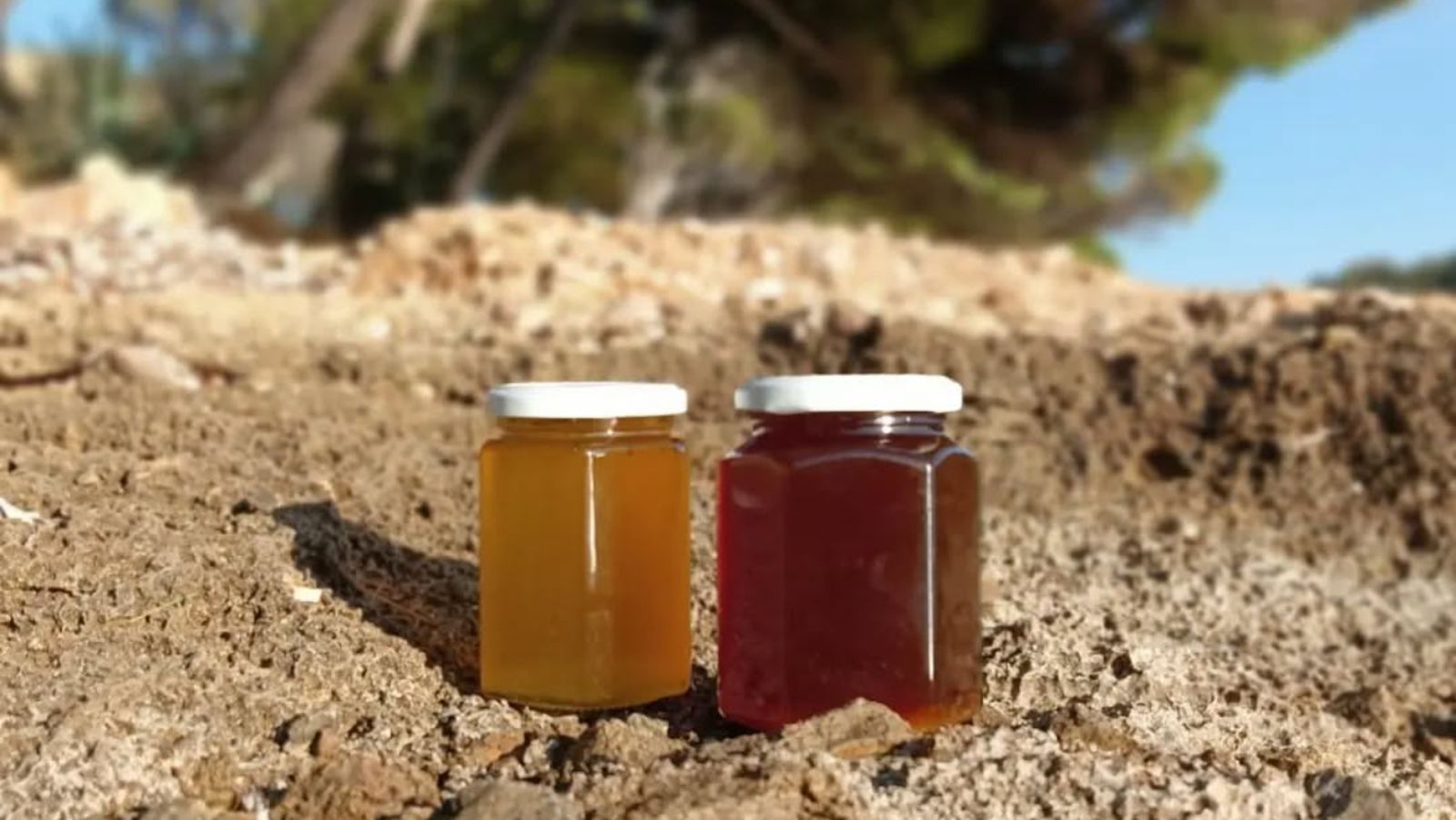 Miel de Mel Sa Font en Mallorca, elaborada de forma artesanal a partir de floraciones mediterráneas como el algarrobo.