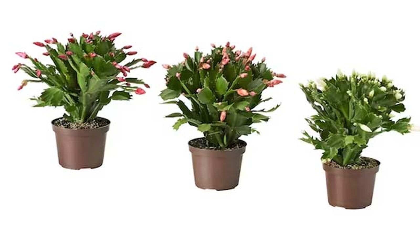 cactus de navidad ikea cactus de navidad ikea