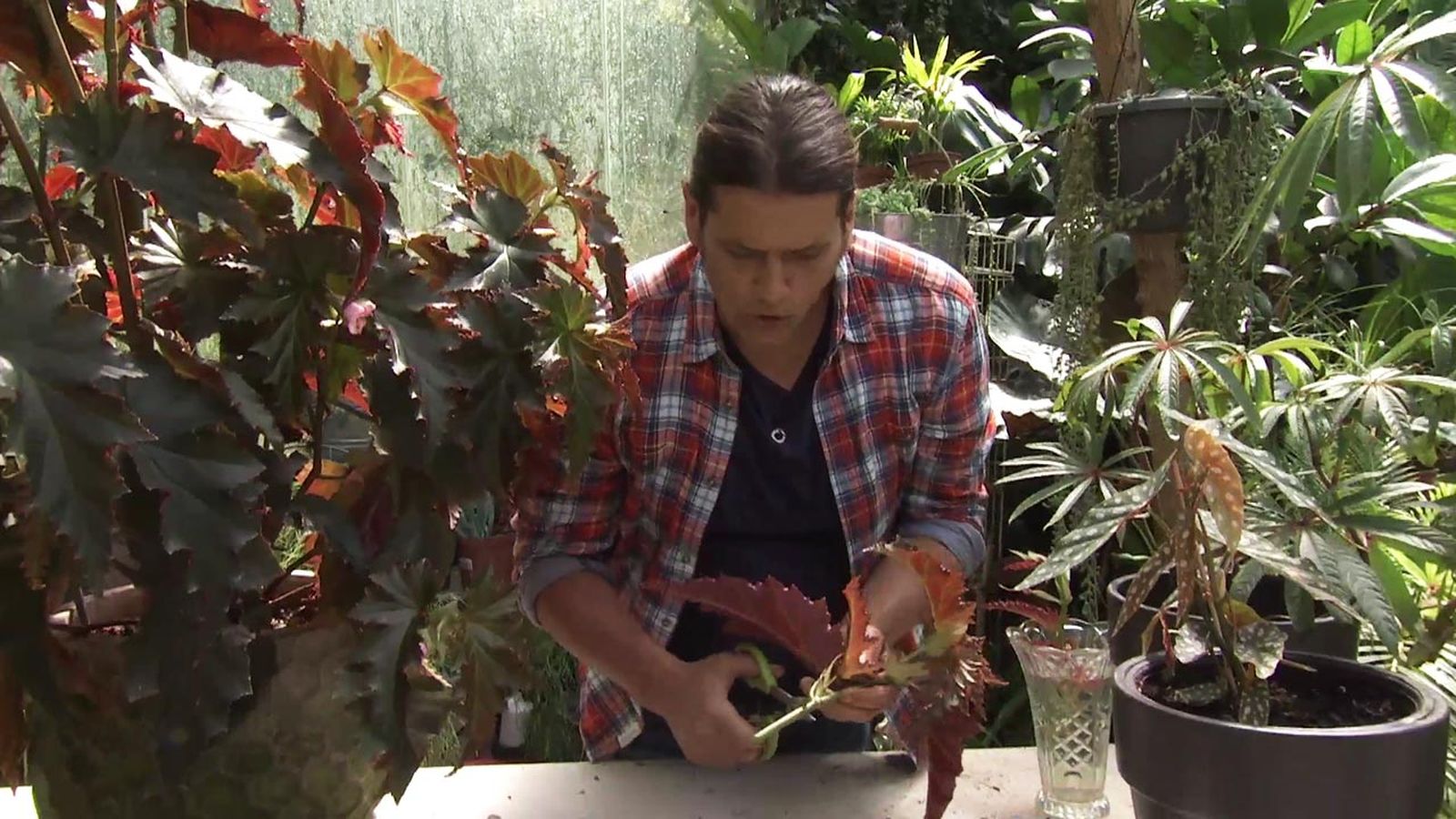 Deco743 jardineria begonia superba irene nuss esqueje Deco743 jardineria begonia superba irene nuss esqueje
