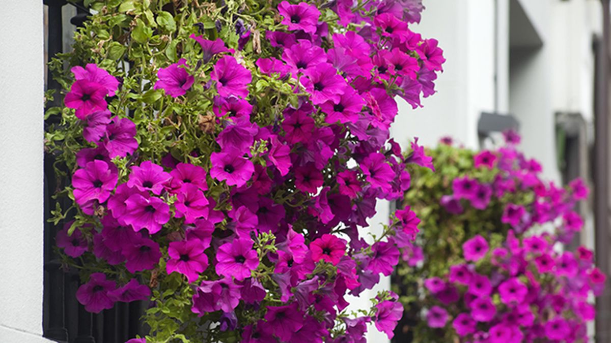 petunias porte colgante balcon