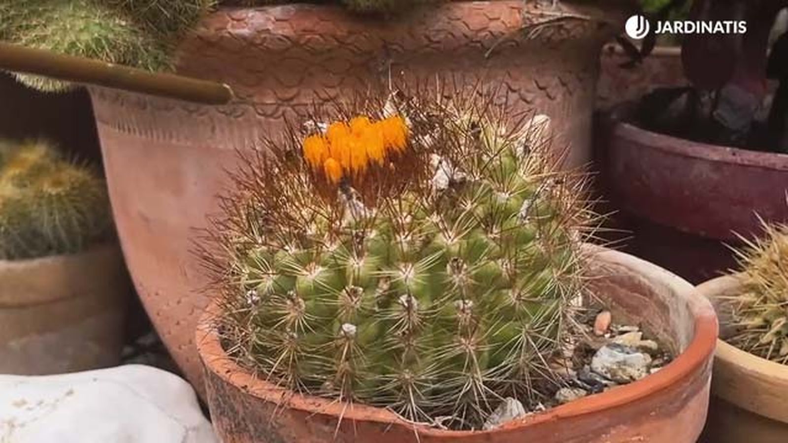 flores reales cactus coleccion iñigo segurola flores reales cactus coleccion iñigo segurola