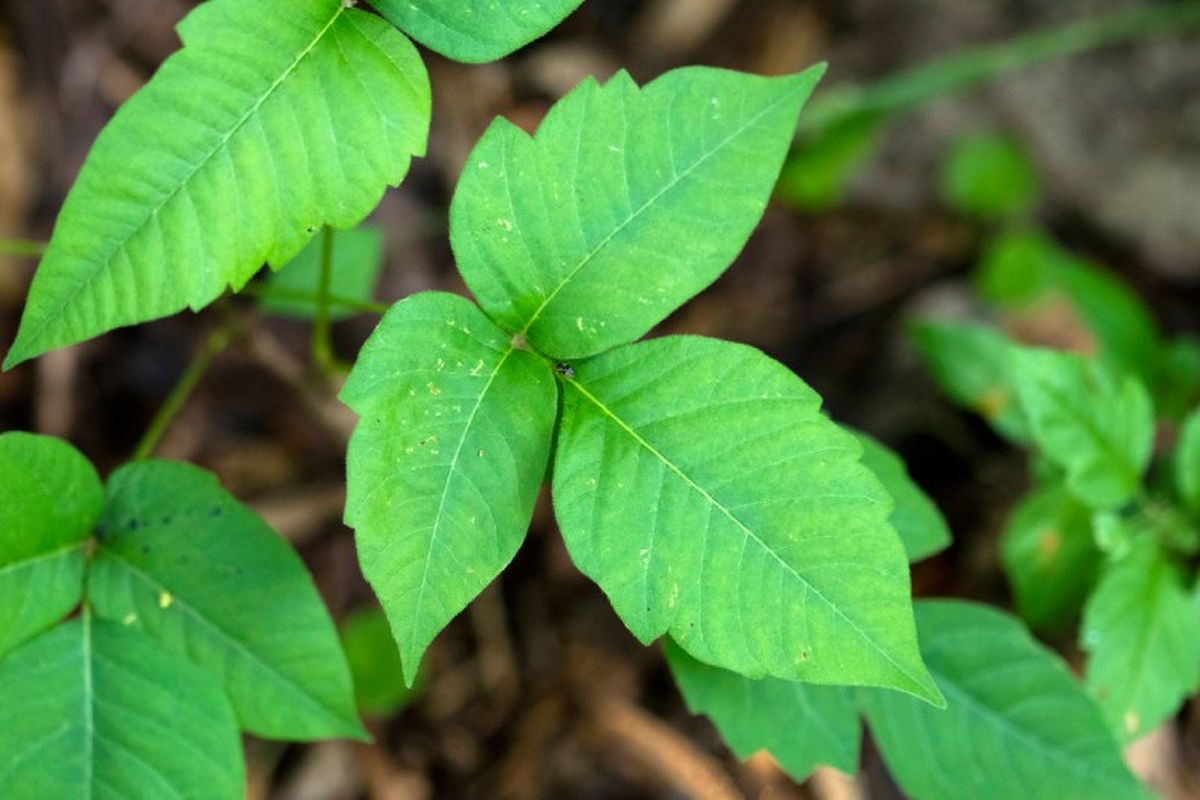 Toxicodendron radicans.