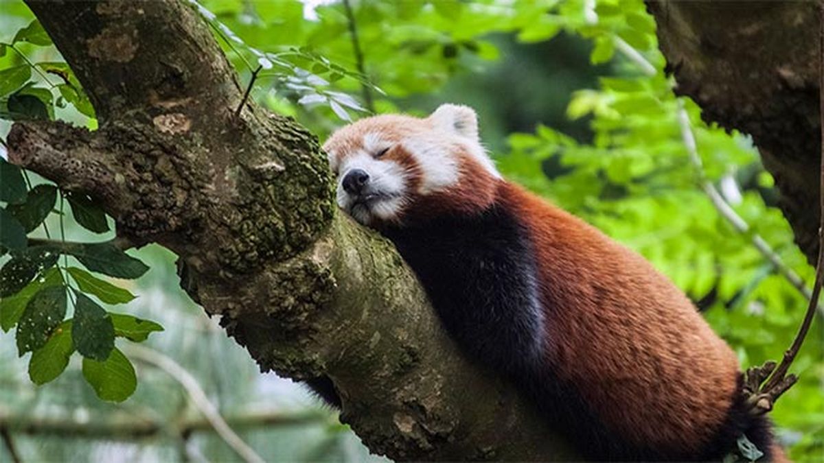 10 animales perezosos panda rojo