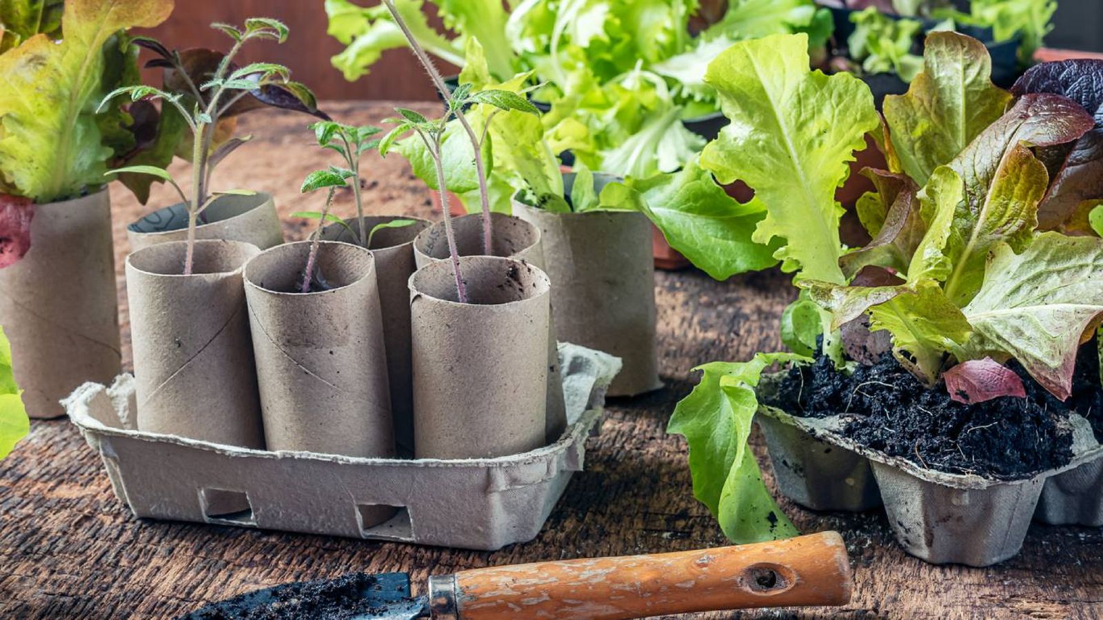 Las plantas que mejor se adaptan a este truco viral Las plantas que mejor se adaptan a este truco viral