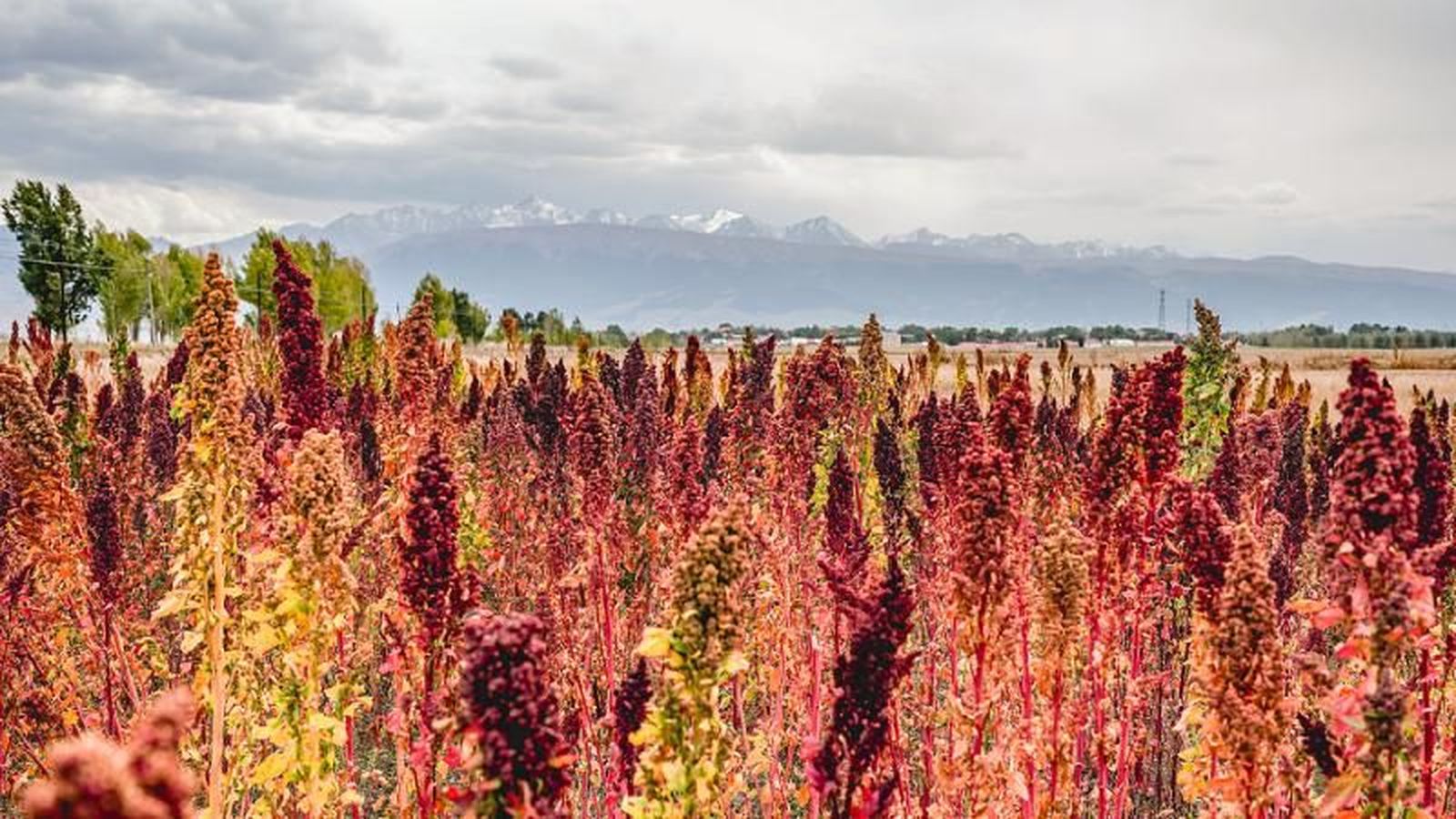 Plantación de quinoa
