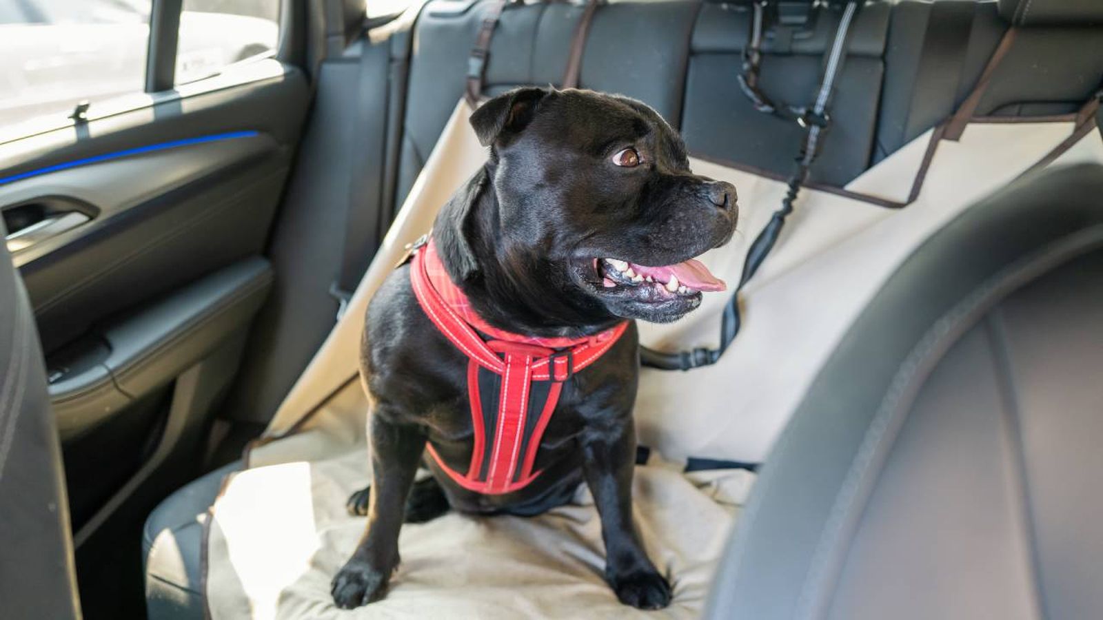 arnes de seguridad para perros viajar coche