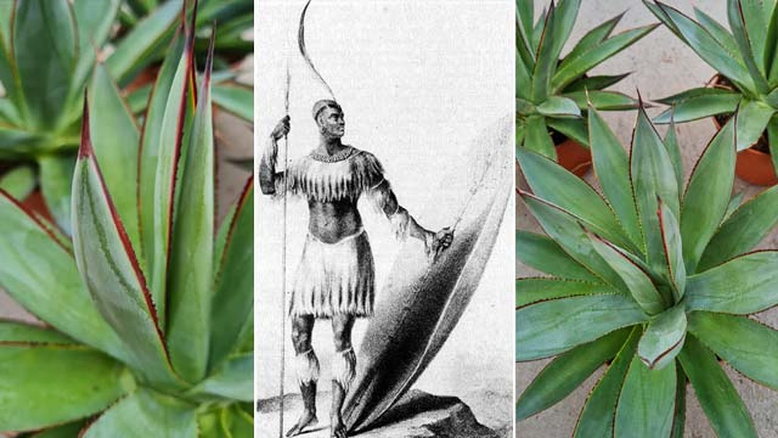 origen del agave shaka zulu origen del agave shaka zulu
