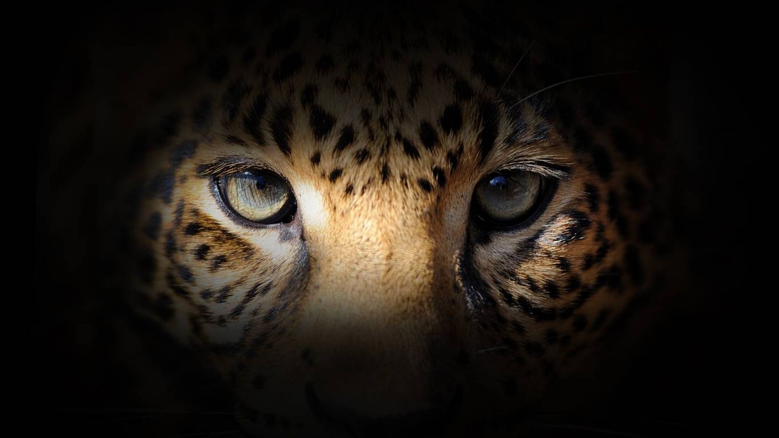 Diferencias entre guepardo y leopardo.