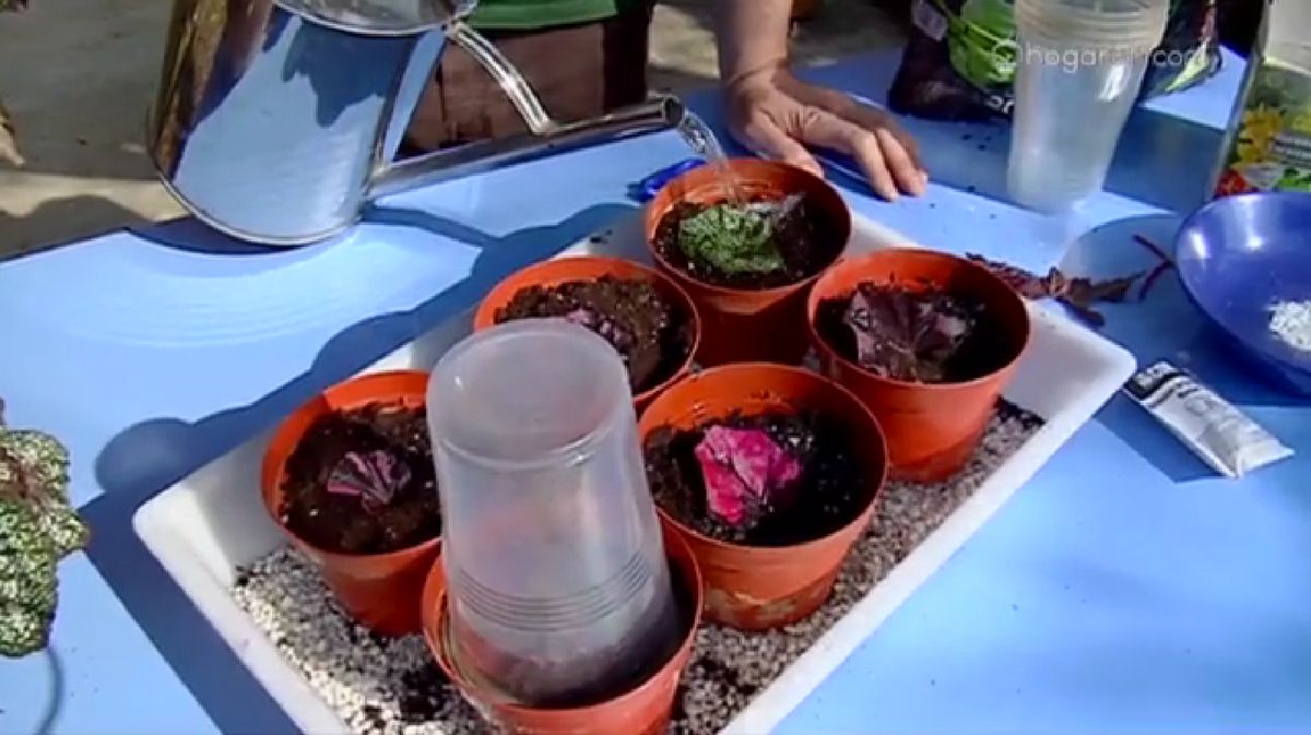 Reproducir Begonia Rex por esquejes de hojas p5