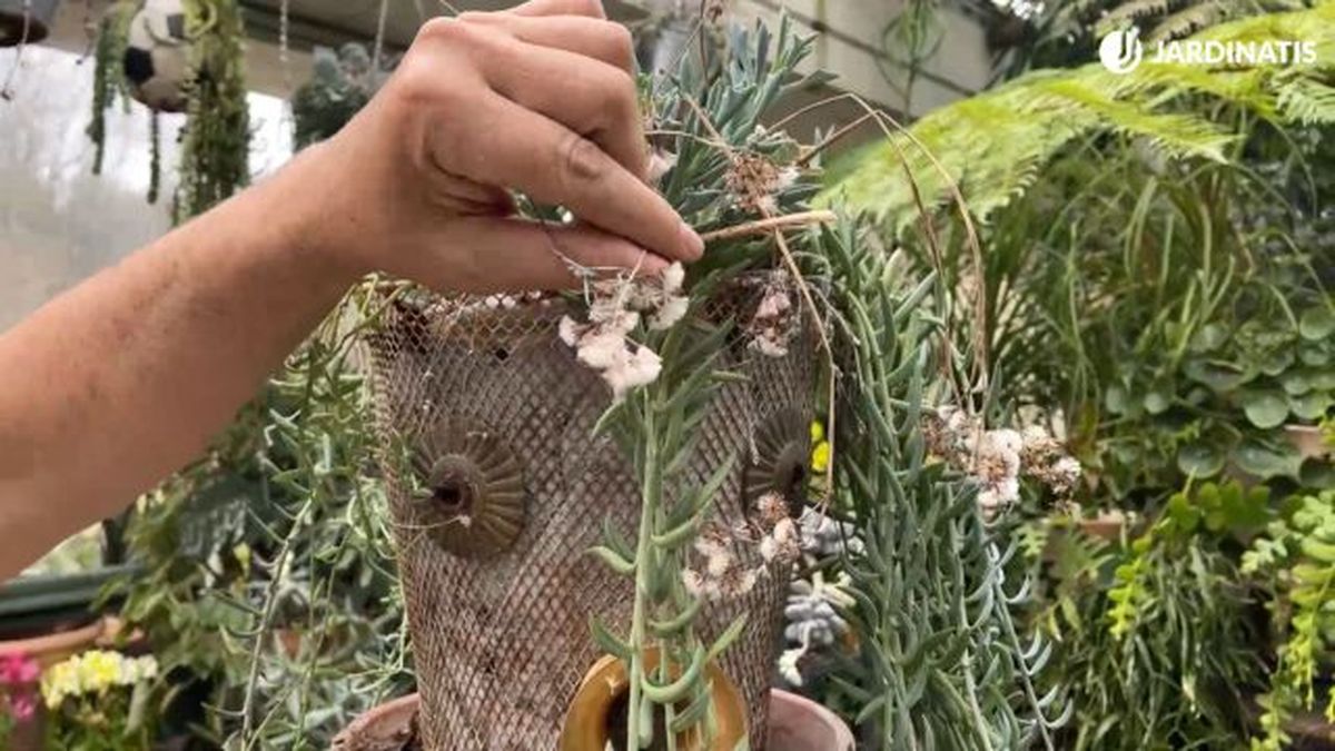 flor del senecio radicans jardinatis