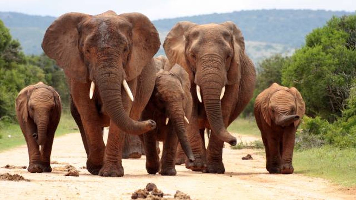 elefante mamifero mas grande de la tierra manadas