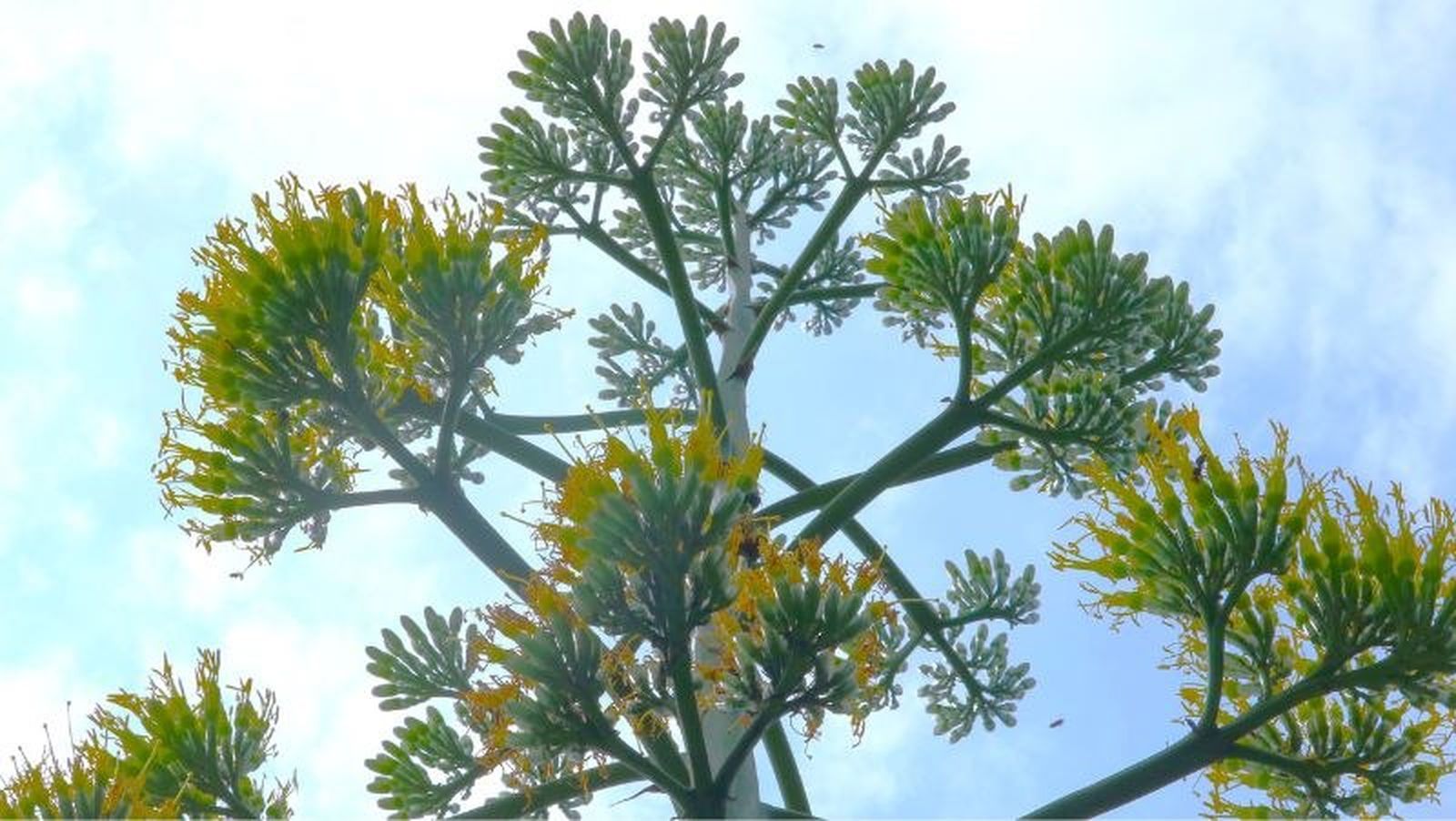 Flores del agave en el parque Hibiya de Tokio Flores del agave en el parque Hibiya de Tokio