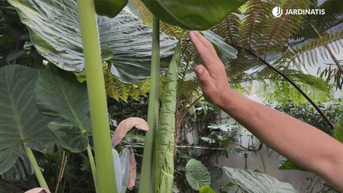 hoja nueva de la alocasia macrorrhiza despues de la floracion jardinatis