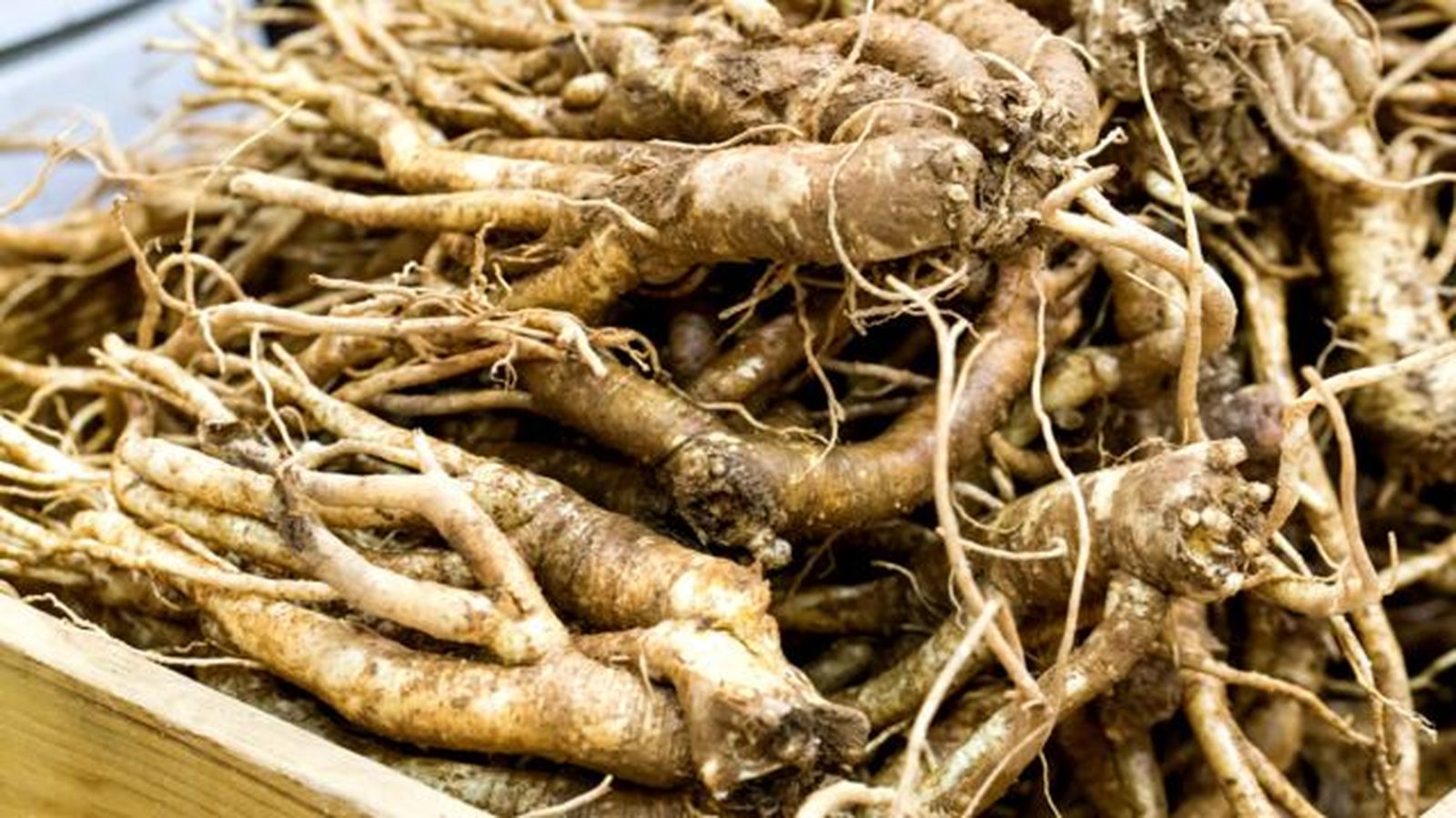 raiz Platycodon propiedades medicinales raiz Platycodon propiedades medicinales